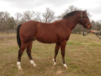 Whiskey Up Poland JW <BR> AQHA 5882387